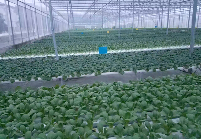 食堂承包公司對食堂蔬菜配送環節尤為重視